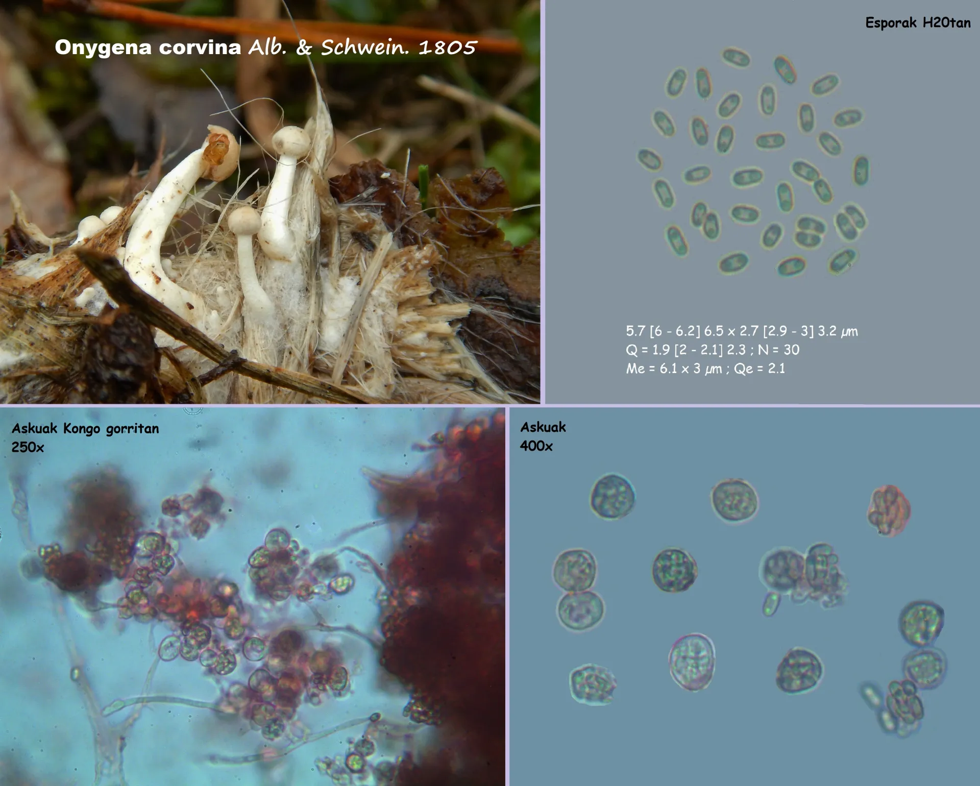Microscopía de Onygena corvina